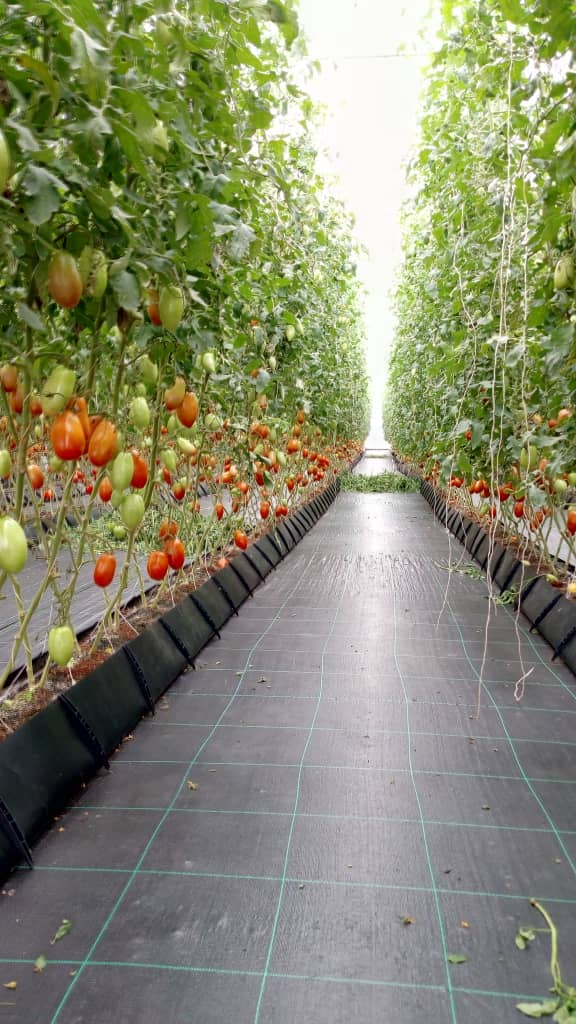 tomato plants